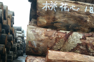 桃花芯木全面解析，權(quán)威資料